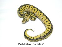 Pastel Clown Female #1.1.JPG