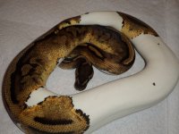 SAM_0910.jpg