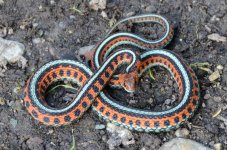 California Red Sided Sonoma Cty male.jpg