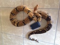 Pastel het albino.JPG
