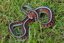 California Red Sided Sonoma Cty female.jpg