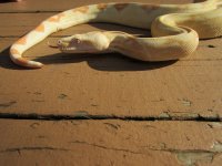 IMG_0074.jpg