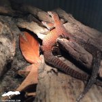 varanus_acanthurus_pair copy.jpg