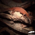 Varanus_acanthurus_female.jpg