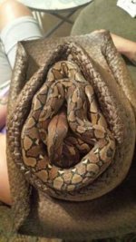 regular retic.jpg regular retic.jpg