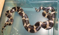 S GA Eastern kings (mating):with flash.jpg