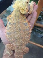 Female Dragon.jpg