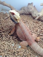 KP Critters.jpg