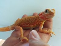 female hypo-trans silk.jpg
