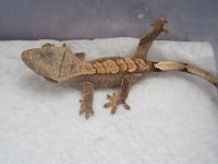 IMG_2825.jpg