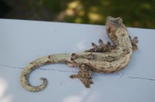 DSC_0167.jpg