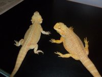 Two Female Dragon 002.jpg