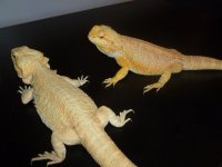 Two Female Dragon 001.jpg