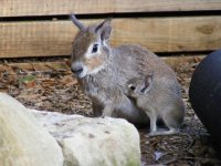 cavy small.jpg