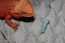 Beardie Hornworm.jpg