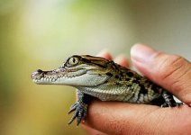 baby-siamese-croc.jpg