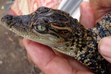 Siamese-crocodiles-420.jpg