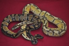 mojo spider + enchi.jpg
