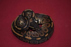 female black pastel.jpg
