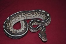 male bp lesser.jpg