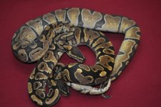 enchi + yellow belly.jpg