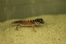IMG_4303.jpg