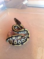 Male Mojave 14.jpg
