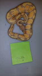 female Banana.jpg