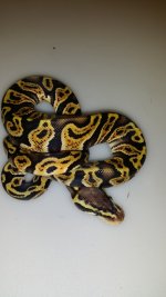 male Pastel GHI.jpg