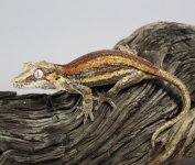 IMG_8858SMALLERyet.jpg