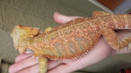orange4.jpg