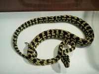 V x L FEMALE 7-18.jpg