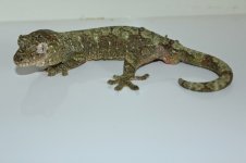 IMG_2929.jpg