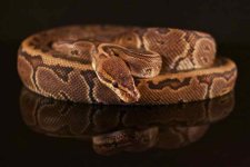 Chocolate Pinstripe Male.jpg
