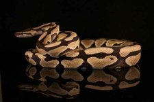 Desert het Genetic Stripe Male.jpg