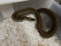 Scotts garter adult female 2014.jpg