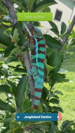 male green body 10 months old.jpg