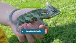 male veiled 8 months old.jpg