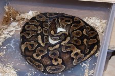 YB Speckles Eggs.jpg