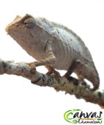 Brev - Female Pygmy.jpg Brev - Female Pygmy.jpg
