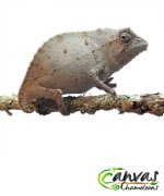 Brev - Female Pygmy 1.jpg Brev - Female Pygmy 1.jpg