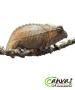 Brev - Male Pygmy 1.jpg Brev - Male Pygmy 1.jpg