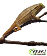 Brev - Male Pygmy.jpg Brev - Male Pygmy.jpg