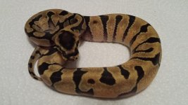 super enchi.jpg