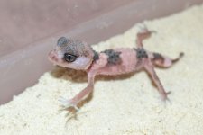 DSC_1633.jpg
