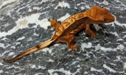 SandStorm x Chicory 16g Female $450 Pic1.jpg SandStorm x Chicory 16g Female $450 Pic1.jpg