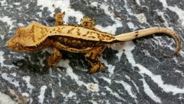 SandStorm x Sahara 15g Male $400 Pic1.jpg SandStorm x Sahara 15g Male $400 Pic1.jpg