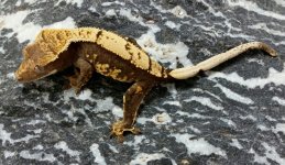 Enzo x Pepper Potts 19g Female $450 Pic2 .jpg Enzo x Pepper Potts 19g Female $450 Pic2 .jpg