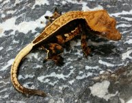 Jackal Offspring 26g Female $500 .jpg Jackal Offspring 26g Female $500 .jpg