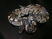 H Breeder .jpg